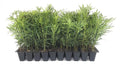 Podocarpus Japanese Yew | 40 Live Plants | Podocarpus Macrophyllus | Evergreen Shrub, Low Maintenance, Drought Tolerant, Privacy Screen Landscaping, Fast Growing, Ornamental Foliage
