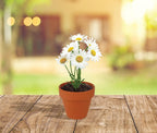 BUZZY Daisy Seeds & Genuine Terracotta 5cm Mini Pot Bulk Pack (20 Count), Includes 20 Each of pots, Soil pellets and Seeds - Great for Favors, Crafts, School Projects - Guaranteed to Grow