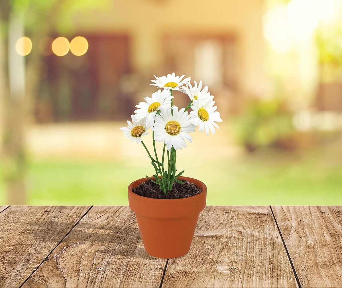 BUZZY Daisy Seeds & Genuine Terracotta 5cm Mini Pot Bulk Pack (20 Count), Includes 20 Each of pots, Soil pellets and Seeds - Great for Favors, Crafts, School Projects - Guaranteed to Grow