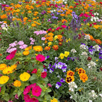 Ferry-Morse Fragrant Mix Bulk Flower Seeds, 1lb