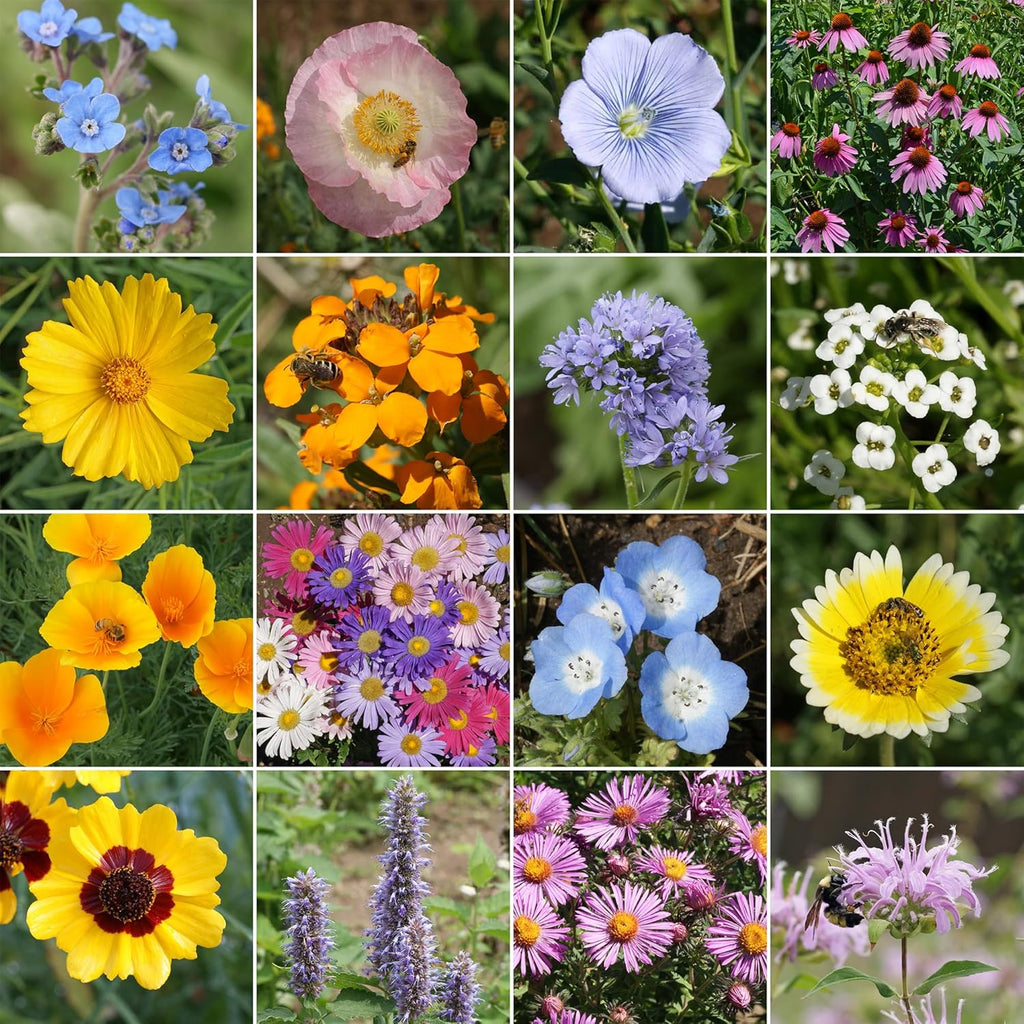 Ferry-Morse Bee Feed Mix Bulk Wildflower Seeds, 1lb