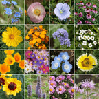Ferry-Morse Bee Feed Mix Bulk Wildflower Seeds, 1lb