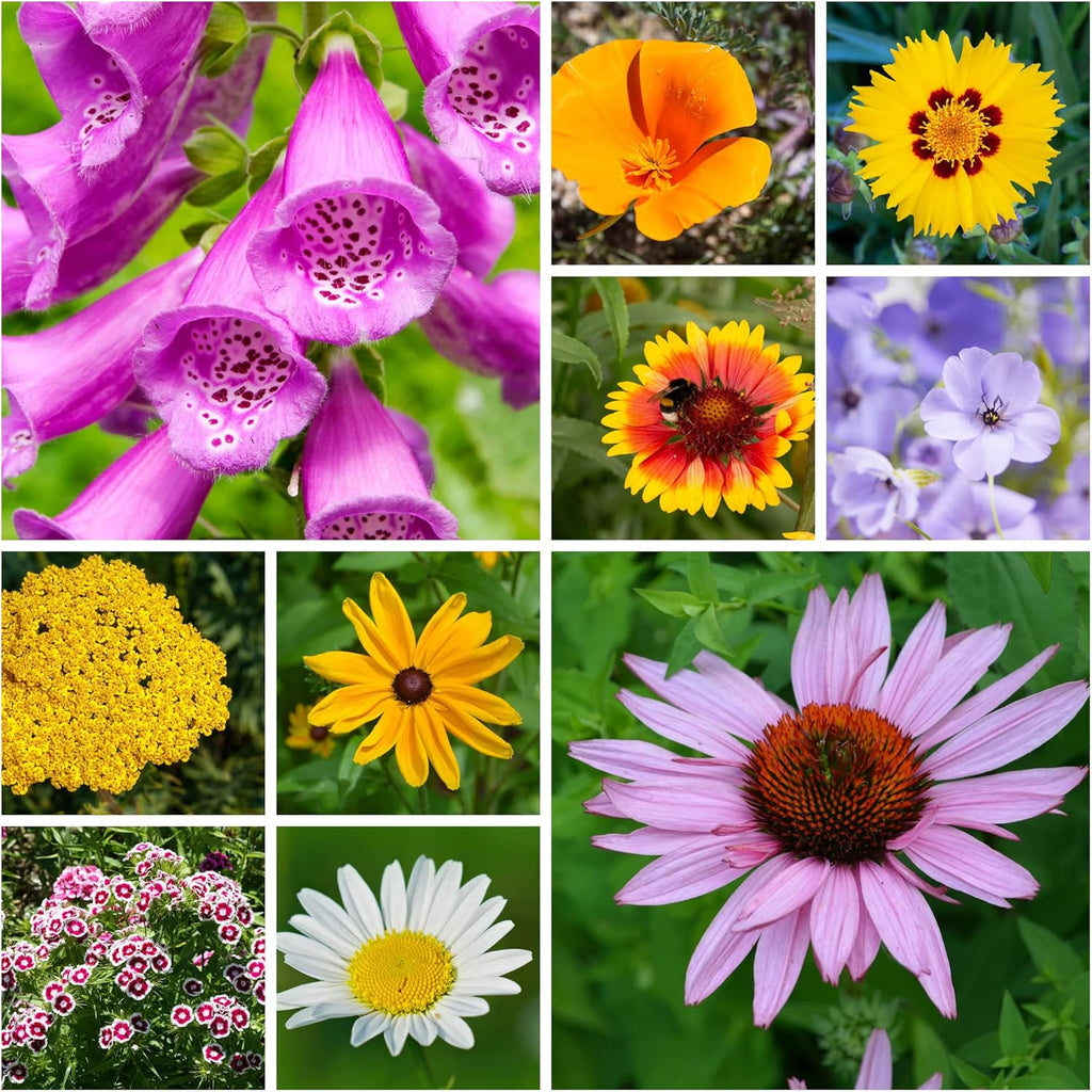 All Annual Wildflower Seeds Mix – 4 Oz, 4,000+ Seeds – 21 Varieties Including California Poppy, Indian Blanket, Scarlet Flax – Bulk Pollinator Wildflower Seed for Planting