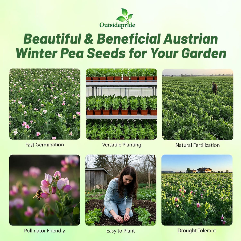 Outsidepride Austrian Winter Peas Seeds for Planting – 1 lbs Bag (Cool-Season Cover Crop, High-Protein Deer Food Plot Seed) Field Peas, Cover Crop Seeds, Spring Mix for Soil Health & Forage