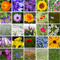 Wildflower Seeds Bulk - Meadow Wildflower Seed Mix, 5 Lbs Bulk, Annual & Perennial Wildflowers Seeds for Planting, Wild Flower & Grass Garden Mixture, Mountain Valley Seed Company