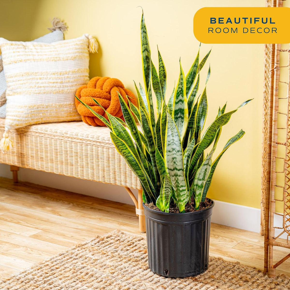 Costa Farms Snake Plant Live Plant | 3-4 Feet Tall Indoor Houseplant | Potted in 12-Inch Planter Pot | Grower's Choice | Perfect Housewarming Gift, Room or Office Decor