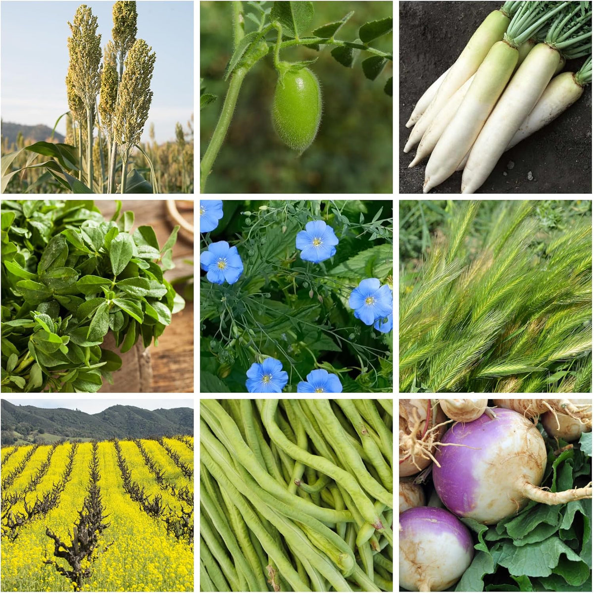 No-Till Forage Friendly Cover Crop Seed Mix – 5 lb, Covers 1,000 Sq. Ft. – 9 Winter-Kill Varieties for Spring, Summer & Fall – Non-GMO Planting Seeds