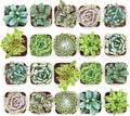 Shop Succulents Mixed Succulent Plant Pack 2" Grow Pot Pack of 256