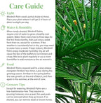American Plant Exchange Windmill Palm Tree – 10-Inch with Pot – Live Chusan Palm Plant, Cold Hardy Tropical Tree for Home, Patio, or Garden Landscape Decor