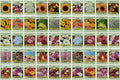 50 Slightly Assorted Flower Seeds! – Great for Bees, Birds, and Butterflies! – Includes 10+ Varieties of USA Grown & Non-GMO Seeds! – May Include Forget-Me-Nots, Marigolds, Wildflowers, and More