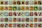 50 Slightly Assorted Flower Seeds! – Great for Bees, Birds, and Butterflies! – Includes 10+ Varieties of USA Grown & Non-GMO Seeds! – May Include Forget-Me-Nots, Marigolds, Wildflowers, and More
