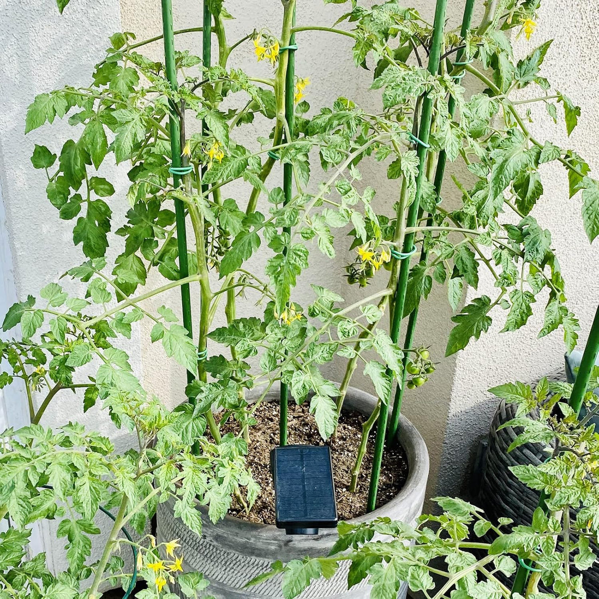 Garden Plant Stakes 36 Inch 3Ft Steel Plant Stick Support, 25 Pack Tomato Stakes for Growing Climbing Plants, Potted Plants, Tomatoes, Trees, Cucumber, Beans, Fences Poles