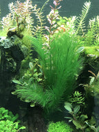 BEGONDIS Aquarium Decorations 5Pcs Fish Tank Artificial Green Water Plants Made of Silk Fabrics Plastic