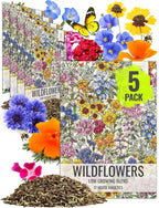 Seed Needs Low Growing Wildflower Flower Seeds for Planting | 5 Packs (1 Ounce Each) Mixture/Blend 17 Varieties | Resealable Package Multicolored Blooms Open Pollinated Mixed Species | Bulk