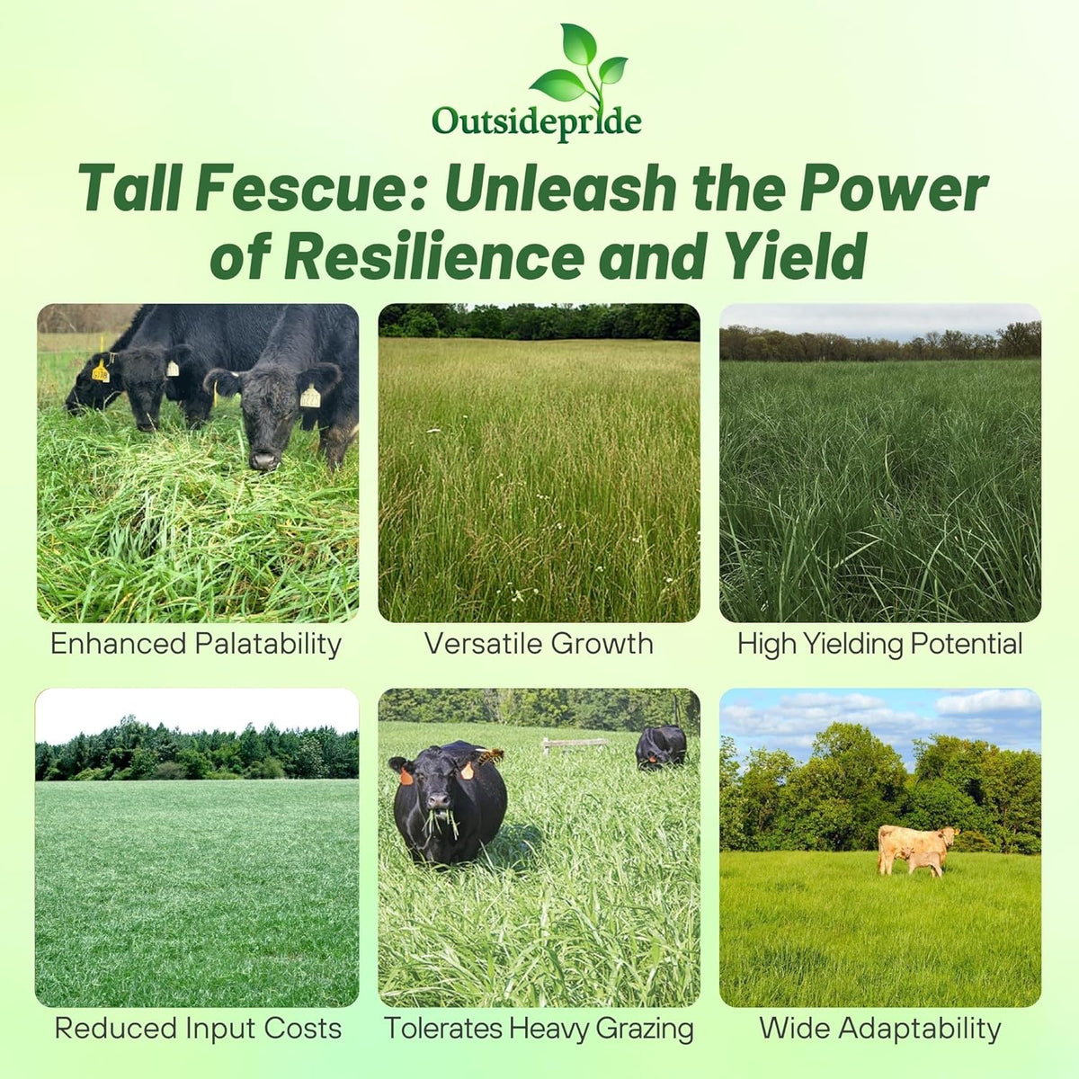 Outsidepride Forage Tall Fescue Grass Seeds - 25 lb. Perennial, Drought-Tolerant & Easy to Grow, Pasture Seeds for Planting Soft & Abundant Grass, Great for Grazing Livestock & Hay Production