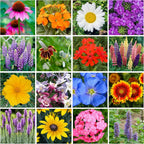 Wildflower Seed s – Perennial Flower Seeds Mix to Plant Anywhere, by Geva Grow | 12-Type Beautiful Perennial Wildflower Seeds Bulk 90,000+ Seeds, 2 Ounce, No Messy Packets