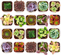 Shop Succulents Colorful Succulent Plant Pack 2" Grow Pot Pack of 20