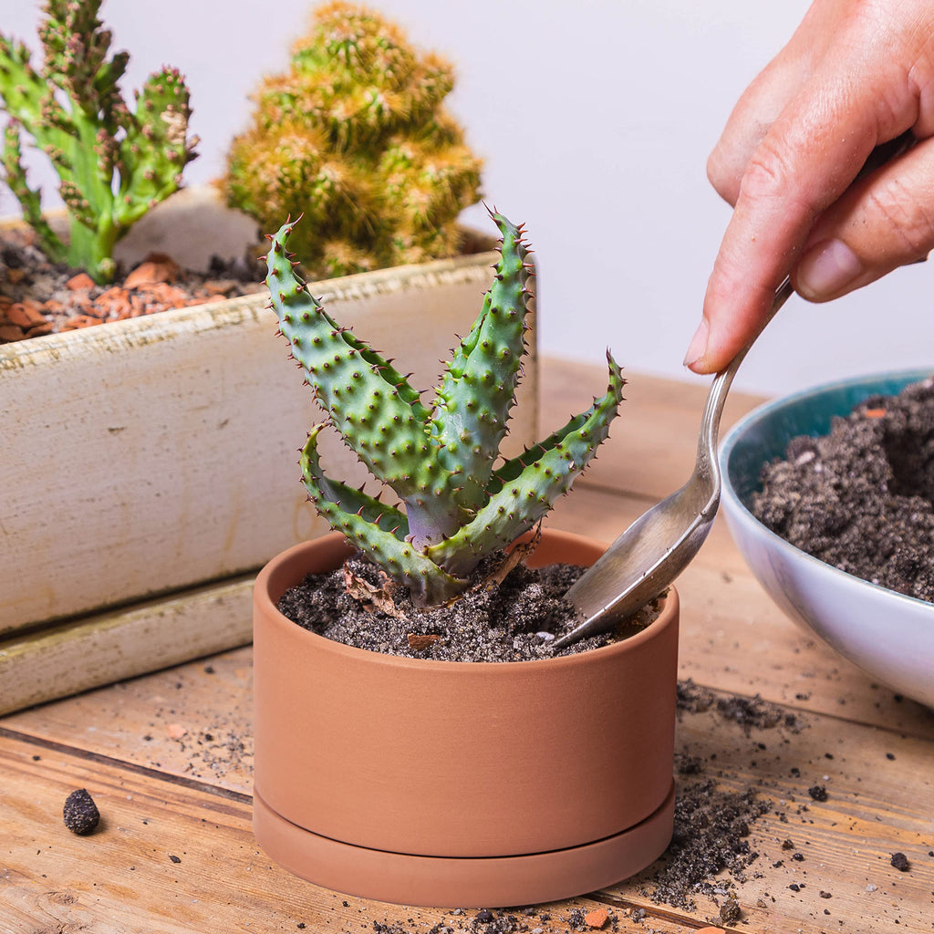 D'vine Dev Set of 4 Terracotta Shallow Planter Pots for Succulent, 3 Inch 4 Inch 5 Inch 6 Inch, Small Flower Plant Pots with Drainage and Saucer, 40-Z-0