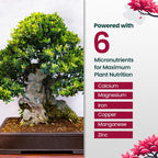 32oz Bonsai Tree Live Liquid Plant Food - Makes 64 Gallons of Bonsai Fertilizer Liquid, Premium Macronutrient Formula Enriched with Micronutrients for Healthy Roots, Branching & Foliage