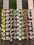 Live Succulents Plants Mystery Pack - Variety of Well Rooted Plants in 2 Inch Pots - Real, Small, Assorted Houseplants for Indoor, DIY, Home Decor, Wedding, or Birthday Gifts (64 Pack)