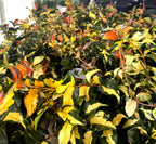 Jasmine Summer Sunset - 60 Live Plants - Trachelospermum Asiaticum - Colorful Groundcover Vine