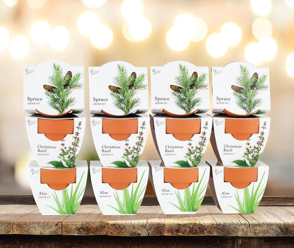 BUZZY Seeds Radiant Collection Grow Kits, 12-Pack Mini Terracotta Pots with Aloe, Christmas Basil, and Spruce Seed Packs,All-in-One Starter Set for All Ages, Gardening Gifts, Stocking Stuffers