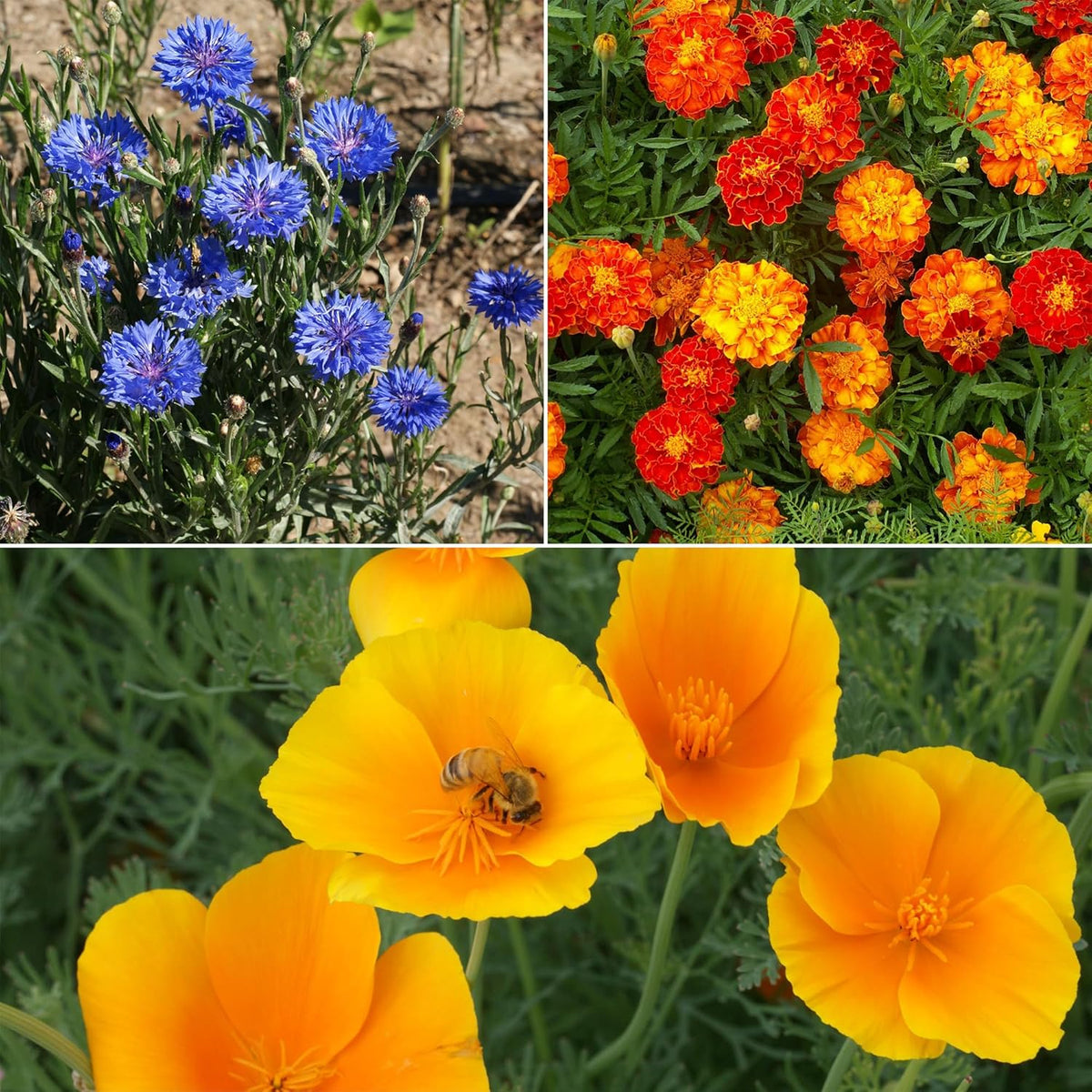 Ferry-Morse Low-Growing Mix Bulk Flower Seeds, 1lb