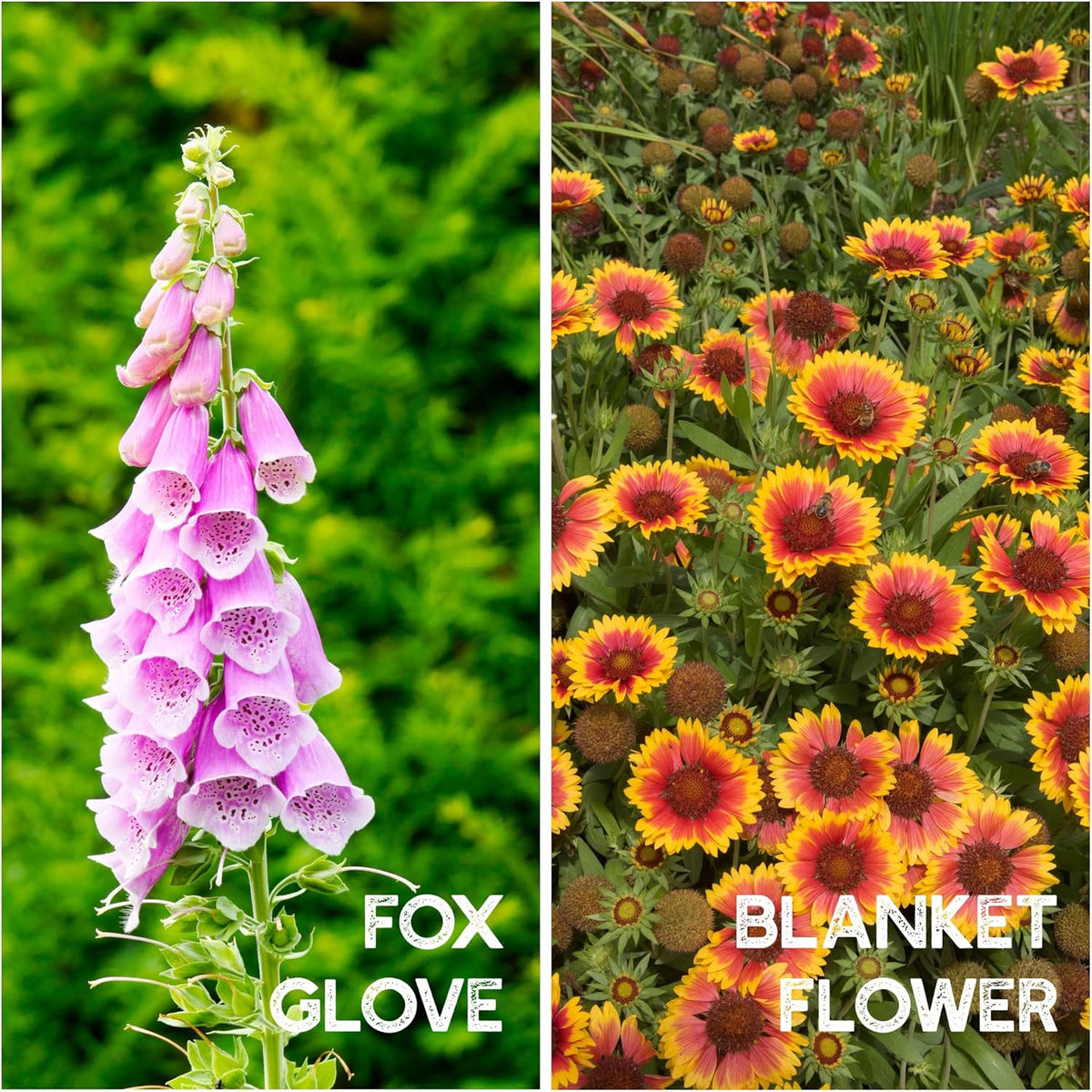 All Annual Wildflower Seeds Mix – 1 lb, 16,000+ Seeds – 21 Flower Varieties Including Poppy, Indian Blanket, Flax – Attracts Pollinators – Bulk Wildflower Seed for Planting