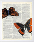 Poster Master Dictionary Art Poster - Butterflies Print - Moth Art - Butterfly Art - Insect Art - Gift for Men, Women & Animal Lover - Chic Decor for Living Room or Bedroom, 11x14 White Framed