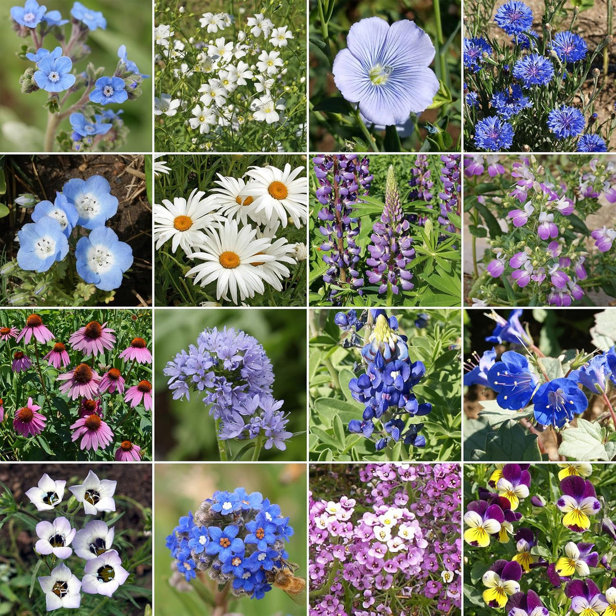 Ferry-Morse Cool Colors Mix Bulk Wildflower Seeds, 1lb
