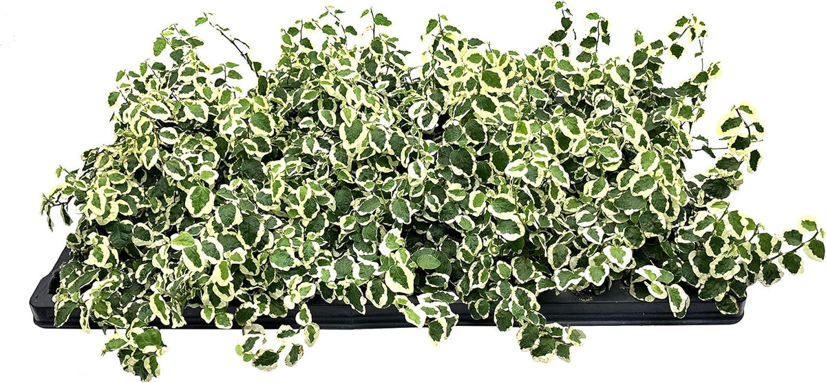 Variegated Creeping Fig Vine - Ficus Pumila Variegata - 10 Live Fully Rooted 2 Inch Plants - Climbing Ivy