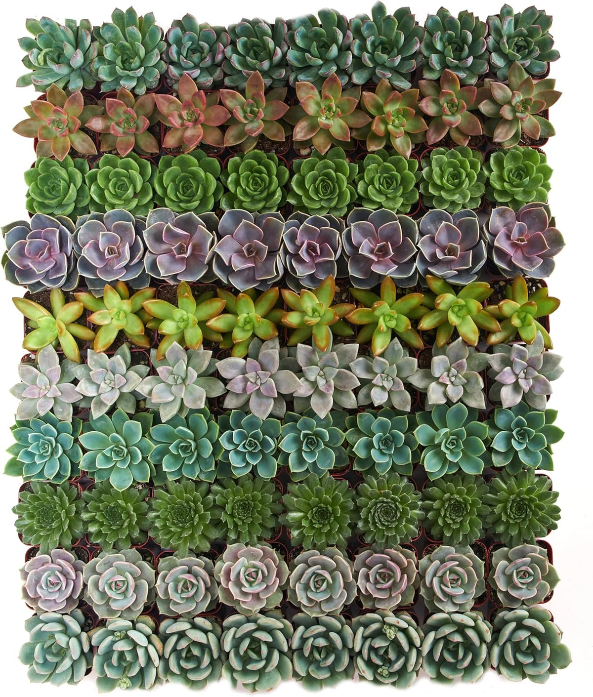 Shop Succulents Rosette Succulent Plant Pack Collection - Live Mini Succulent Plants, Low Maintenance, Floral Shaped Mix of Colors & Textures - Wedding and Party Favors, Gift & Garden, Pack of 32