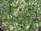 Variegated Asiatic Jasmine | 10 Live 4 Inch Plants | Trachelospermum Asiaticum | Fast Growing Ground Cover, Evergreen Foliage, Low Maintenance Vine, Landscaping Shrub, Drought Tolerant Plant