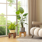 Plant Stands Indoor Outdoor, Plant Risers for Inside Pots Sturdy Short Plants Holder, Flower Pot Stand for Indoor Plants, Small Single Floor Plant Bamboo Display Stand (Brown 12“ (2 pack))