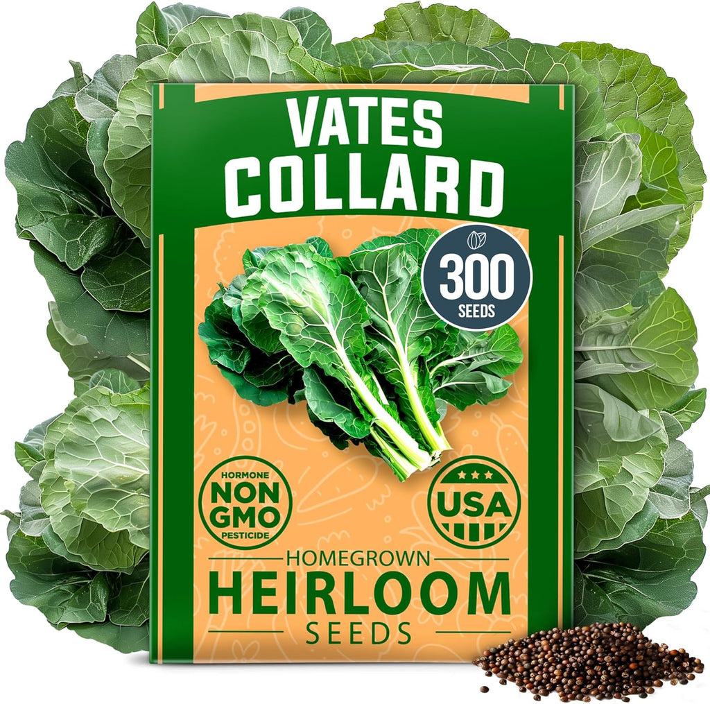 HOME GROWN 𝗨𝗦𝗔 𝗣𝗥𝗘𝗠𝗜𝗨𝗠 Collard Green Seeds - 300 Seeds for Fall Planting - High Germination 𝗡𝗢𝗡-𝗚𝗠𝗢 Heirloom Vegetable Seeds, Vates Collard Greens Seed Pack (Brassica oleracea)