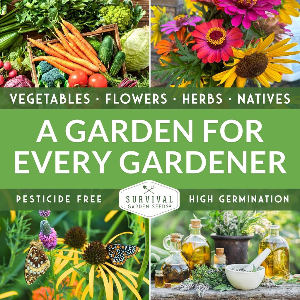 Mexican Serrano Pepper Seeds for Planting | Fresh Hot Chili & Green Hot Pepper Seeds – Heirloom Non-GMO Variety for Sauce, Salsa & Pickling – Survival Garden Seeds (5 Packs)