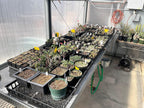 Propagation Mats Original from Manufacturer Size 11" x 48" in. for Reptiles and Seedling mats
