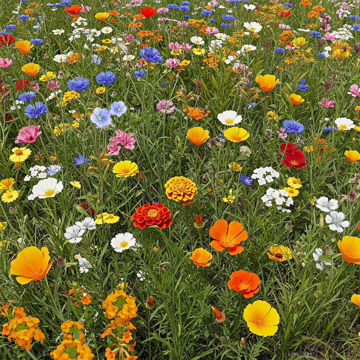 Ferry-Morse Dwarf Rainbow Colors Mix Bulk Wildflower Seeds, 1lb
