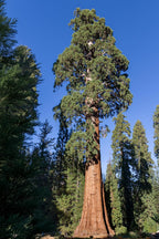 5 Live Giant Sequoia Tree Sapling (Approx. 1'-1.5' Tall)- Nature’s Giant in Your Backyard