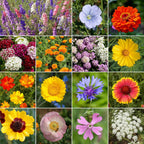 Ferry-Morse Mediterranean Mix Bulk Wildflower Seeds, 1lb