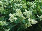 Curled Leaf Privet - Ligustrum Japonicum Recurvifolium - 30 Live Plants - Evergreen Flowering Privacy Hedge
