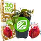 Lady Luck Carnivorous Pitcher Plant - Wellspring Gardens Starter Plant - Nepenthes Ampullaria x Ventricosa - Wellspring Gardens Live Tropical Carnivorous Houseplant