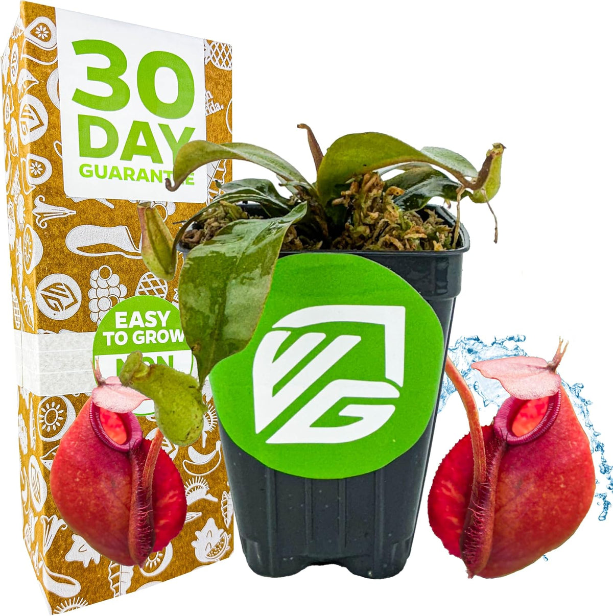 Lady Luck Carnivorous Pitcher Plant - Wellspring Gardens Starter Plant - Nepenthes Ampullaria x Ventricosa - Wellspring Gardens Live Tropical Carnivorous Houseplant