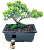 Live Dwarf Juniper Bonsai Tree About 6 Years Old with Cute Ceramic Fisherman | Juniper Bonsai Tree | Indoor/Outdoor | 100% Handcrafted| Home and Office Décor | Best Gift for Holiday