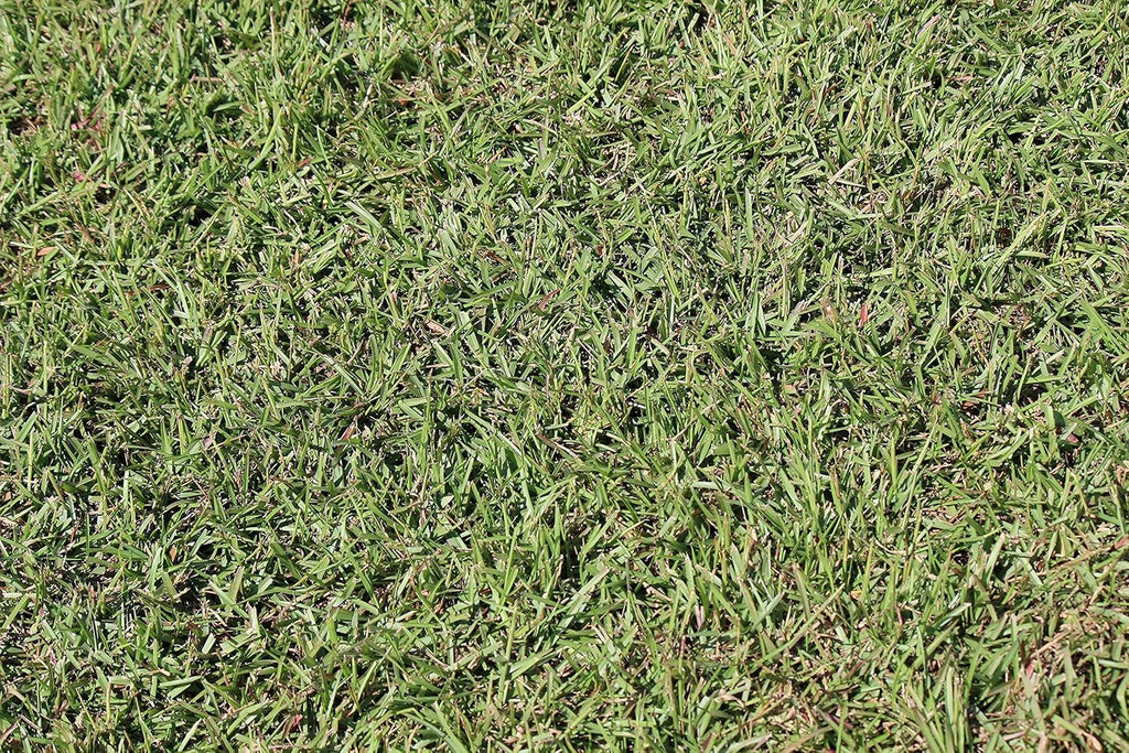 Centipede Grass Seed for a Dense Green Lawn, NO Mulch, 1 lb Coated Seeds, Sun and Moderate Shade Tolerant Lawn Seeding and Turf Patch Repair, Southern Southeast US, Low Fertilizer Low Maintenance