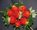 Seeds Giant Strawberry Fresca Everbearing Berries Indoor Non GMO Fruits for Planting