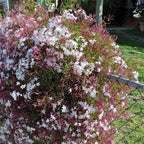 Pink Jasmine Vine - Jasminum Polyanthum - Fragrant & Blooming, Perfect for Indoor/Outdoor Decor (4 Pink jas Cups)