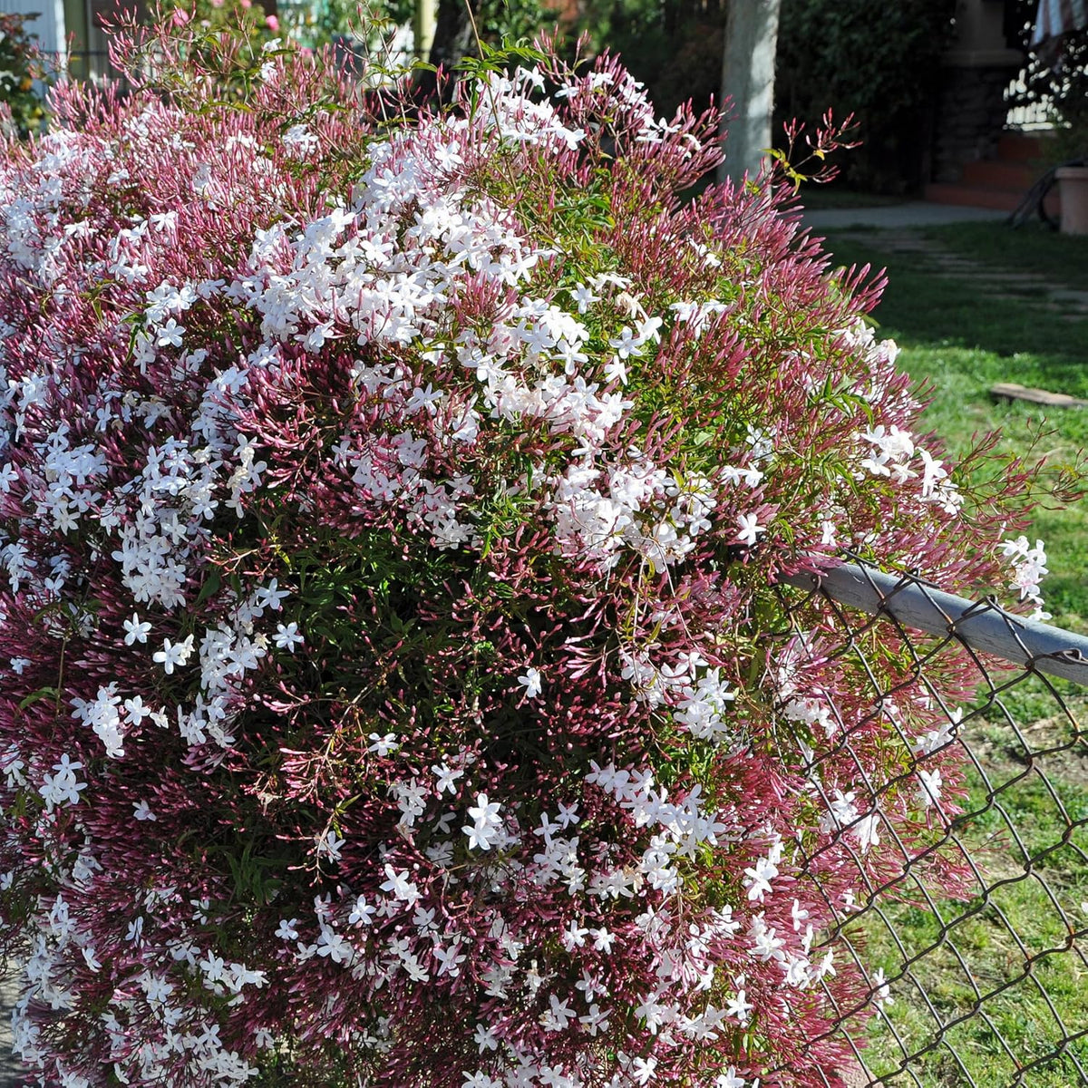Pink Jasmine Vine - Jasminum Polyanthum - Fragrant & Blooming, Perfect for Indoor/Outdoor Decor (4 Pink jas Cups)